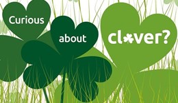 Cumbria: Curious about clover?